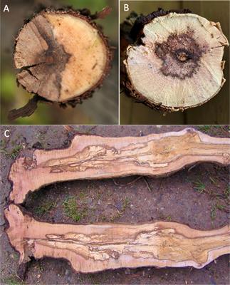 Oxygen Radical-Generating Metabolites Secreted by Eutypa and Esca Fungal Consortia: Understanding the Mechanisms Behind Grapevine Wood Deterioration and Pathogenesis